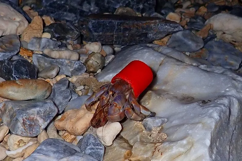 赤いプラスチックのふたを宿にしたヤドカリ