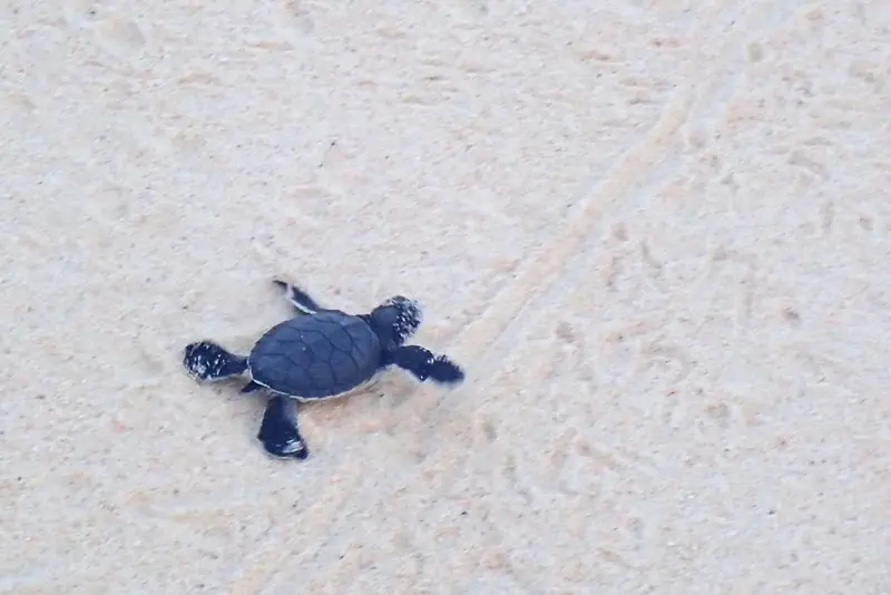 砂浜を海へ向かって歩く子ガメ