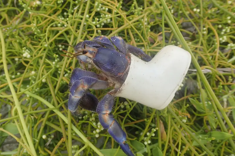 プラスチックの容器を宿にしたオカヤドカリ