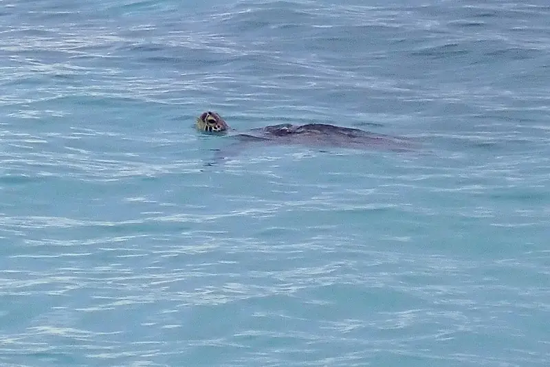 海面に浮かぶウミガメ